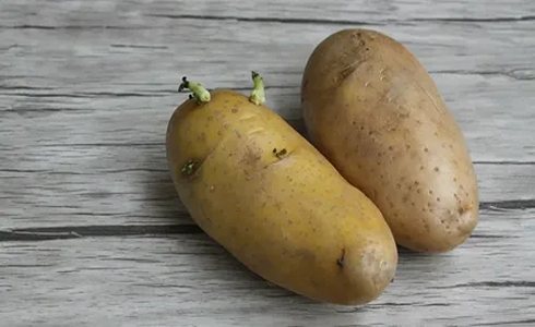 تصویر 5 از خرید و قیمت سیب زمینی زعفرانی + فروش عمده
